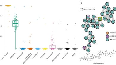1686946170 Research hints at how fungus farming ants keep their gardens