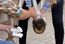 1686977016 Horse Health Tips Putting together a first aid kit