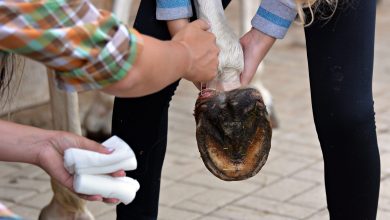 1686977016 Horse Health Tips Putting together a first aid kit