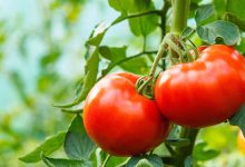 1688023205 Tomato price hike 5 Indian recipes without tomato