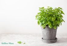 Benefits and Uses of Lemon Balm