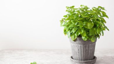 Benefits and Uses of Lemon Balm