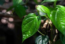 From diabetes to stress reduction Know the health benefits of