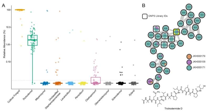 Molecular evidence supporting Trichoderma spp. presence in wild T. septentrionalis fungus gardens. (A) Relative abundance of ITS2 community amplicon sequencing ASVs shows Trichoderma to be the most abundant and most prevalent fungus in wild fungus gardens besides the cultivar fungus. Boxplot center bars show the median relative abundance of ITS2 amplicon reads grouped by genus and the 1st/3rd quartiles are shown by the top/bottom notches respectively. Boxplot whiskers are 1.5 times the interquartile range from the top and bottom notch. Only genera with ASVs that are present at ≥ 1% in at least one sample are shown. The limit of detection (dotted gray line) was determined to be 100*(1/15000). Taxa on the x-axis are ordered from left to right by decreasing mean abundance. (B) Molecular family of peptaibols detected from environmentally-collected fungus garden extracts (SI Appendix, Fig. S3), including the node with m/z 1161.76 (highlighted in yellow) whose molecular weight and fragmentation pattern were consistent with trichodermide D (SI Appendix, Fig. S4), a peptaibol previously isolated from Trichoderma spp. (37). This molecular family contains related peptaibol metabolites from three fungus garden colonies, all from North Carolina. Square nodes represent spectral matches in the GNPS public libraries. Credit: Proceedings of the National Academy of Sciences (2023). DOI: 10.1073/pnas.22193731 Research hints at how fungus farming ants keep their gardens healthy