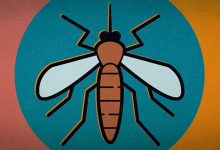 Skeeter Syndrome What to Do About Allergic Reactions to Mosquito