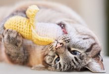 cat rolls over on the floor and plays with a crouched catnip banana toy