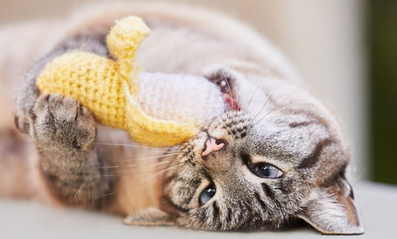 Want your pet to stay happy and healthy as they age? Then you need this expert’s seven tips 1 cat rolls over on the floor and plays with a crouched catnip banana toy