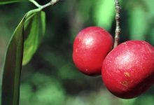 Why you must include kokum in your summer diet