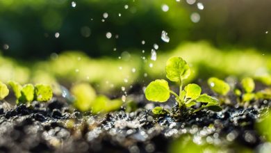 tips for healthy plants