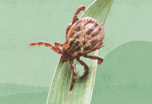 How Ticks Can Make You Sick Plus Photos of Different