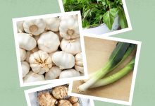 Onions Garlic and Leeks Top the List of Prebiotic Rich Foods