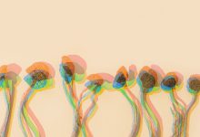 More Evidence That Psilocybin Can Treat Major Depressive Disorder