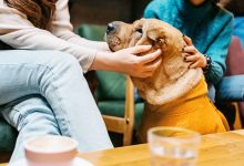 How to Set Boundaries With Your Friends With Pets