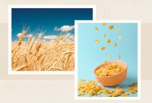 What Are Genetically Modified Organisms GMOs Safety Foods and More