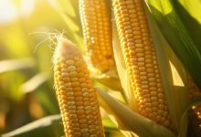 1702359761 8 benefits of corn to convince you its a healthy