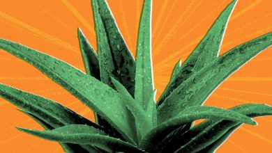 8 Potential Health Benefits of Aloe Vera